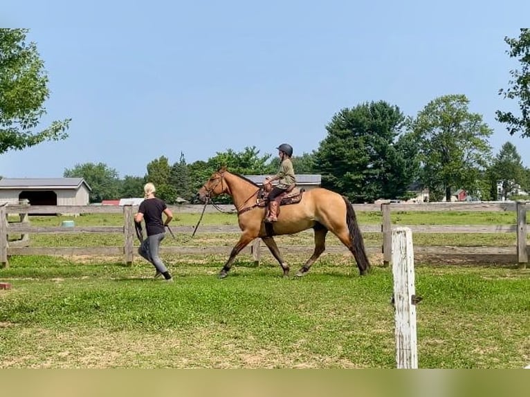 American Quarter Horse Mix Castrone 5 Anni 160 cm Falbo in Narvon, PA