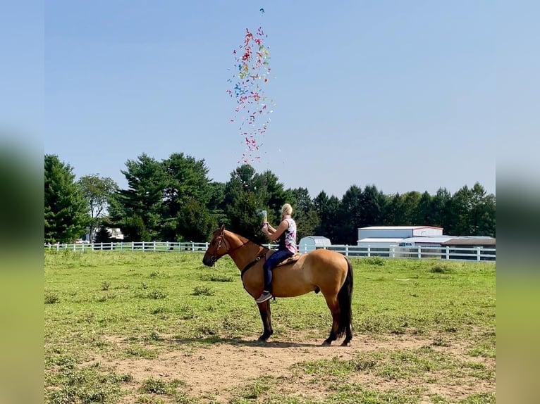 American Quarter Horse Mix Castrone 5 Anni 160 cm Falbo in Narvon, PA