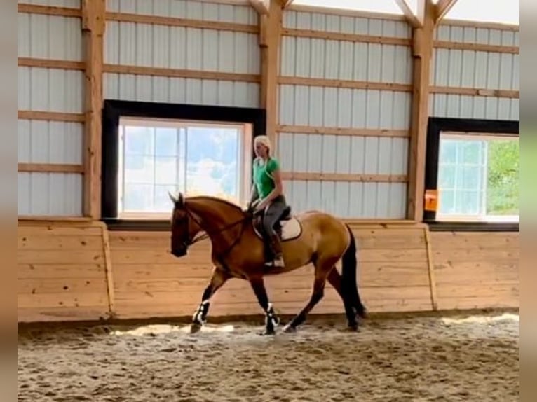 American Quarter Horse Mix Castrone 5 Anni 160 cm Falbo in Narvon, PA