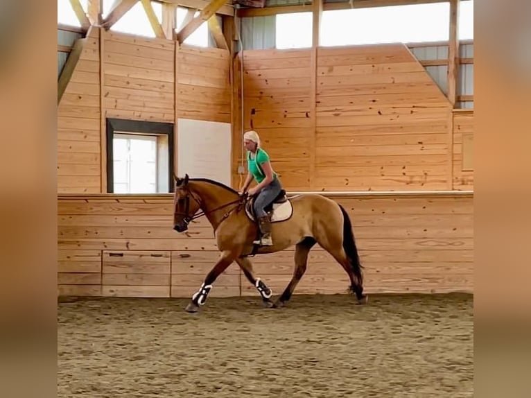 American Quarter Horse Mix Castrone 5 Anni 160 cm Falbo in Narvon, PA