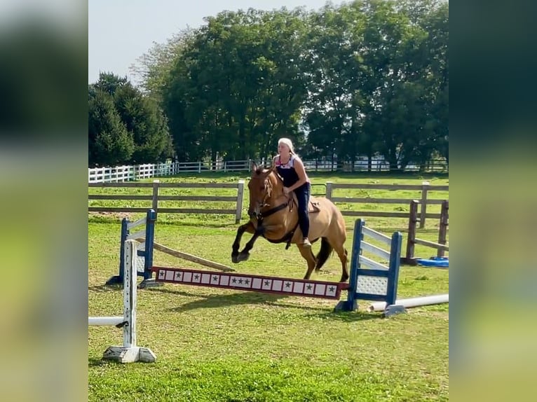 American Quarter Horse Mix Castrone 5 Anni 160 cm Falbo in Narvon, PA