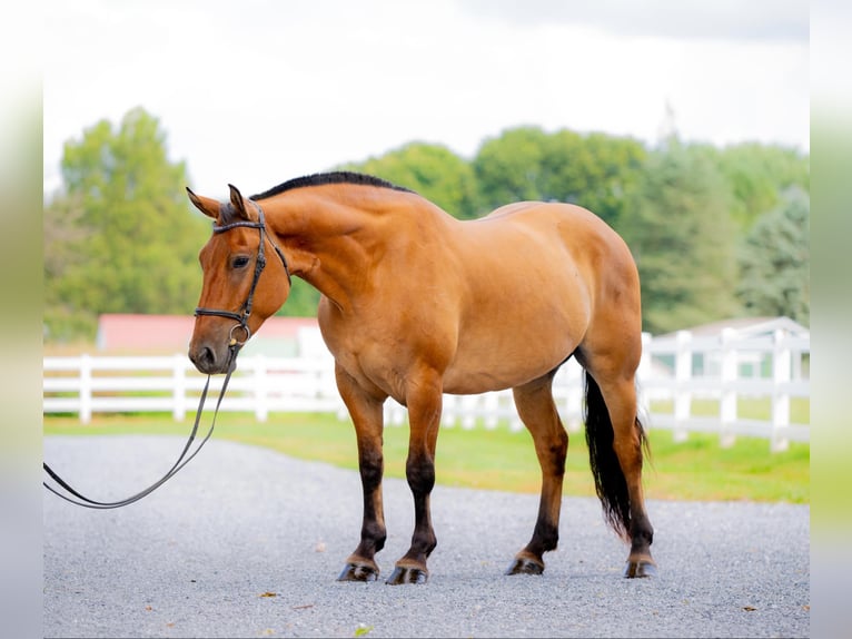 American Quarter Horse Mix Castrone 5 Anni 160 cm Falbo in Narvon, PA