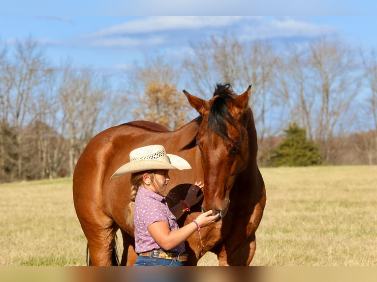American Quarter Horse Castrone 5 Anni 160 cm Falbo in Crab Orchard
