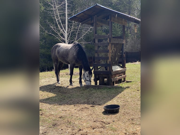 American Quarter Horse Castrone 5 Anni 160 cm Grigio in Columbia Falls