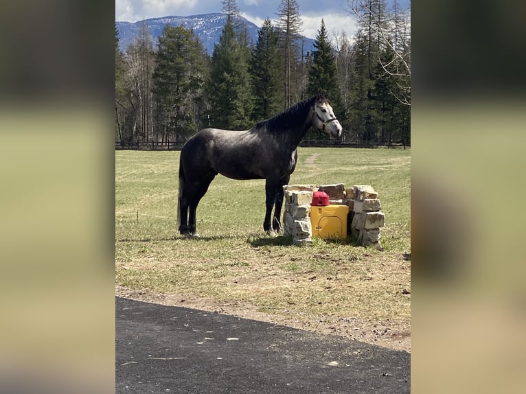 American Quarter Horse Castrone 5 Anni 160 cm Grigio in Columbia Falls