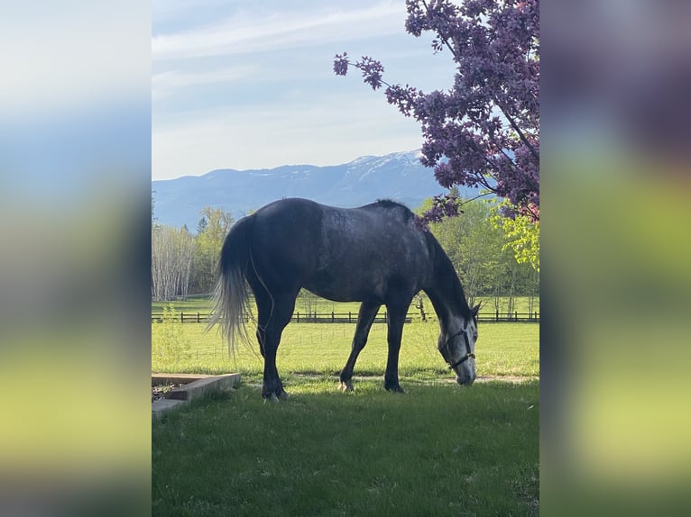 American Quarter Horse Castrone 5 Anni 160 cm Grigio in Columbia Falls