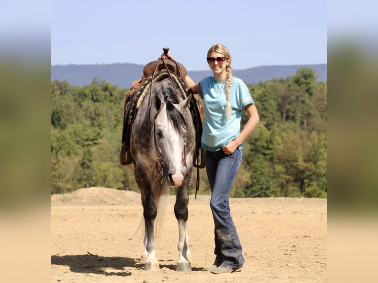 American Quarter Horse Castrone 5 Anni 160 cm Grigio in Beaver Springs, PA