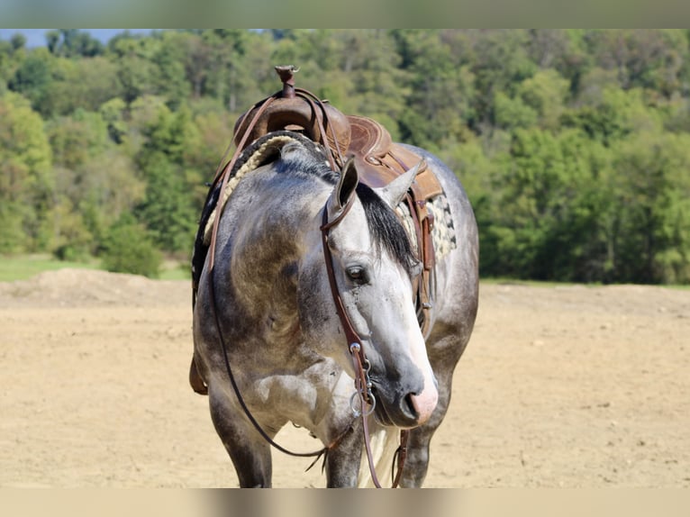 American Quarter Horse Castrone 5 Anni 160 cm Grigio in Beaver Springs, PA