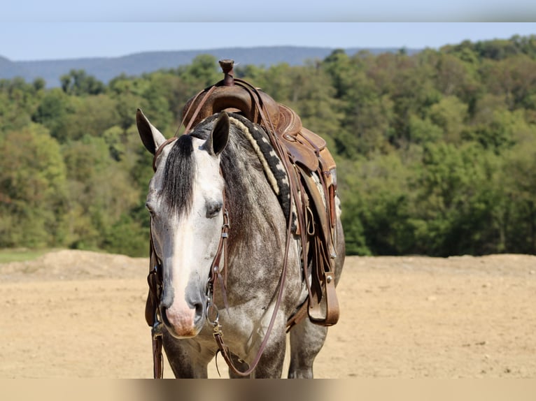 American Quarter Horse Castrone 5 Anni 160 cm Grigio in Beaver Springs, PA