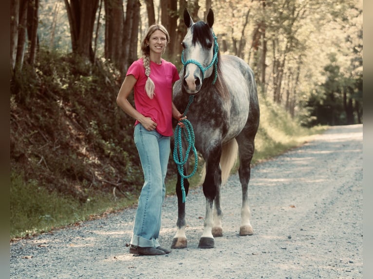 American Quarter Horse Castrone 5 Anni 160 cm Grigio in Beaver Springs, PA