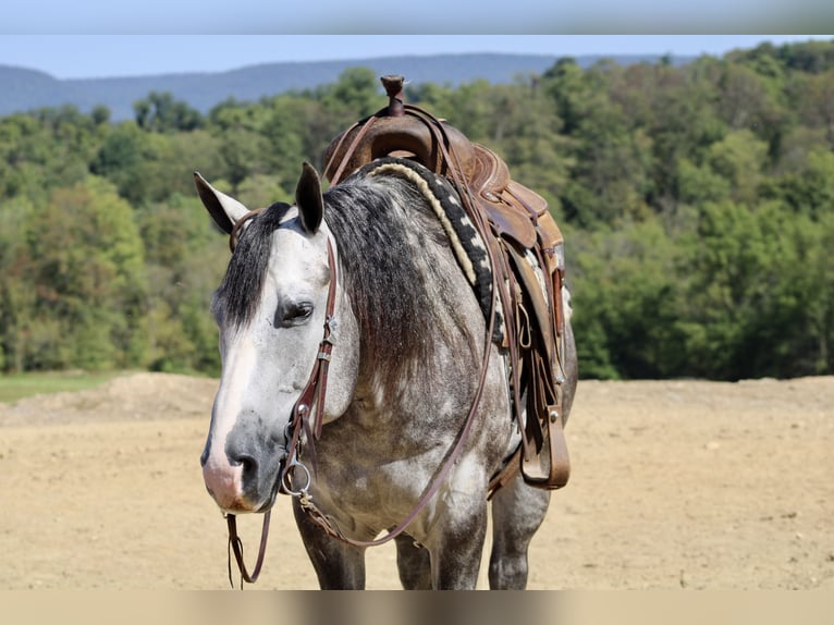 American Quarter Horse Castrone 5 Anni 160 cm Grigio in Beaver Springs, PA