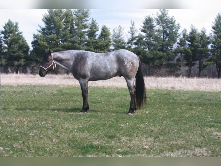 American Quarter Horse Castrone 5 Anni 160 cm Grullo in North Judson IN
