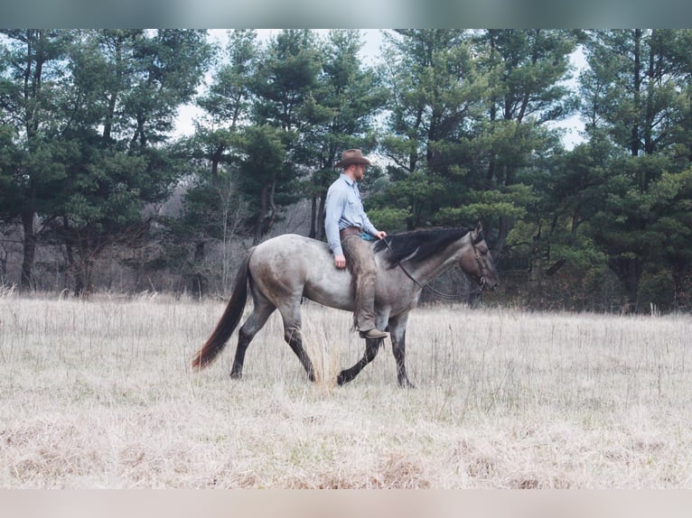 American Quarter Horse Castrone 5 Anni 160 cm Grullo in North Judson IN