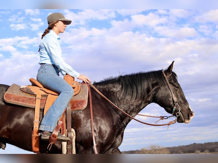 American Quarter Horse Castrone 5 Anni 160 cm Morello in Aubrey