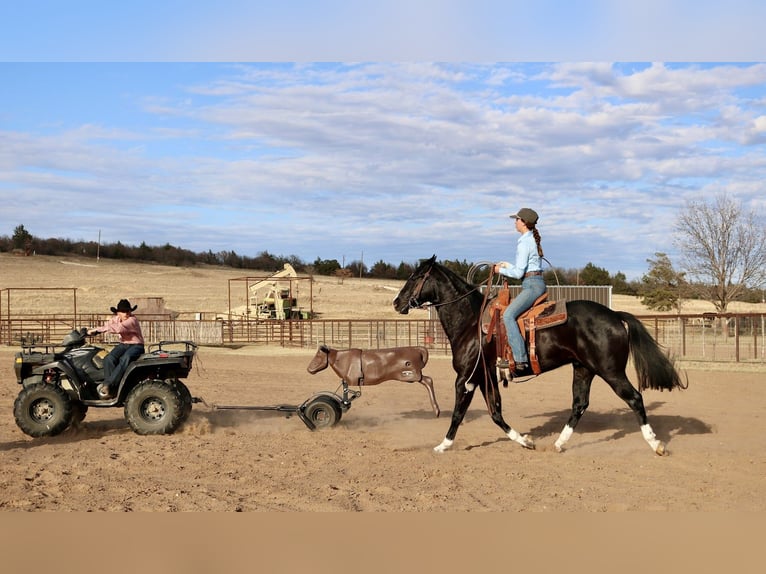 American Quarter Horse Castrone 5 Anni 160 cm Morello in Aubrey