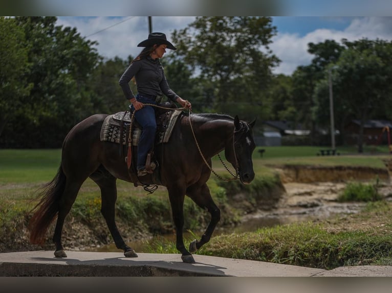 American Quarter Horse Castrone 5 Anni 160 cm Morello in Joshua, TX