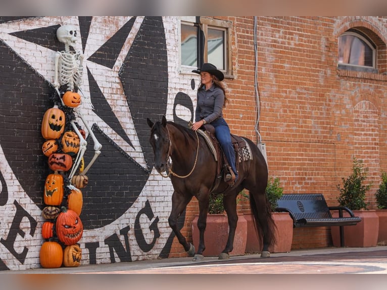 American Quarter Horse Castrone 5 Anni 160 cm Morello in Joshua, TX