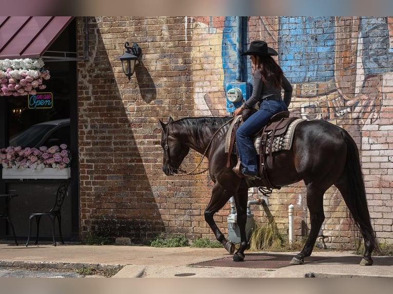 American Quarter Horse Castrone 5 Anni 160 cm Morello in Joshua, TX