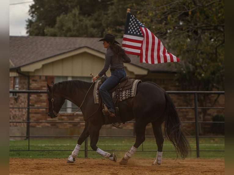 American Quarter Horse Castrone 5 Anni 160 cm Morello in Joshua, TX