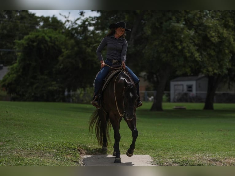 American Quarter Horse Castrone 5 Anni 160 cm Morello in Joshua, TX