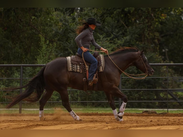 American Quarter Horse Castrone 5 Anni 160 cm Morello in Joshua, TX