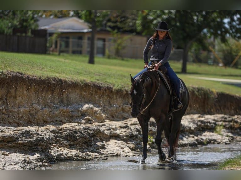 American Quarter Horse Castrone 5 Anni 160 cm Morello in Joshua, TX