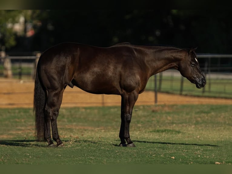 American Quarter Horse Castrone 5 Anni 160 cm Morello in Joshua, TX