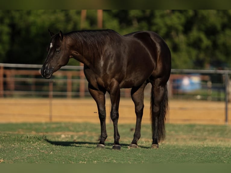 American Quarter Horse Castrone 5 Anni 160 cm Morello in Joshua, TX