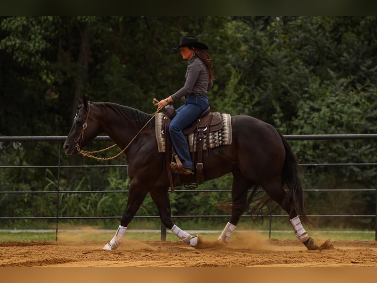 American Quarter Horse Castrone 5 Anni 160 cm Morello in Joshua, TX