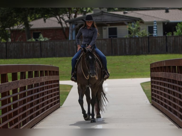 American Quarter Horse Castrone 5 Anni 160 cm Morello in Joshua, TX