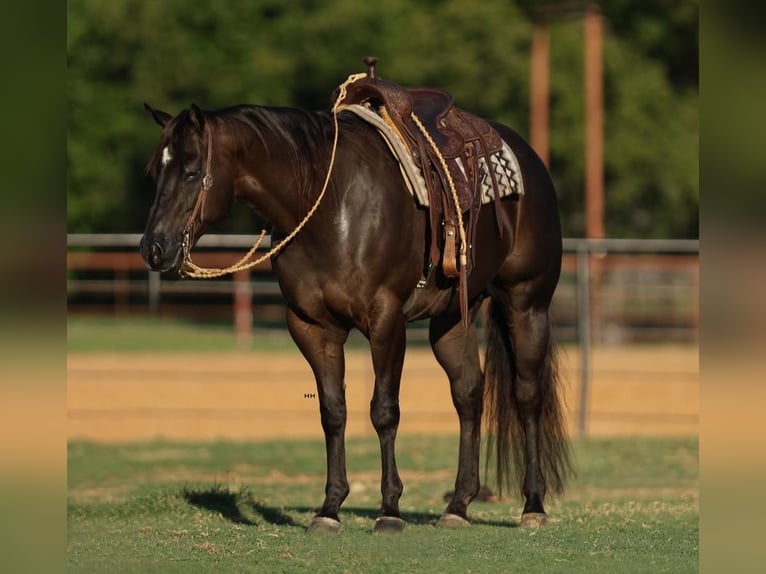 American Quarter Horse Castrone 5 Anni 160 cm Morello in Joshua, TX