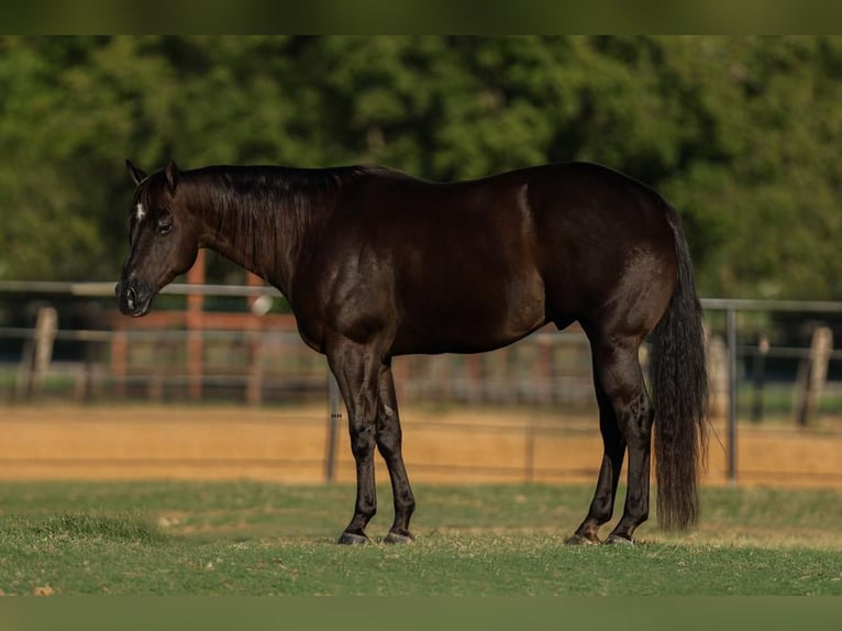 American Quarter Horse Castrone 5 Anni 160 cm Morello in Joshua, TX