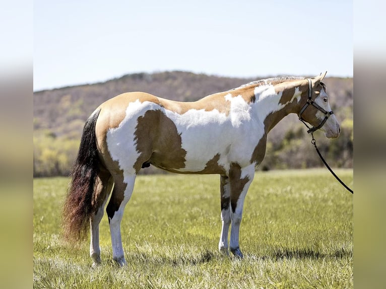 American Quarter Horse Castrone 5 Anni 160 cm Overo-tutti i colori in MT Hope AL