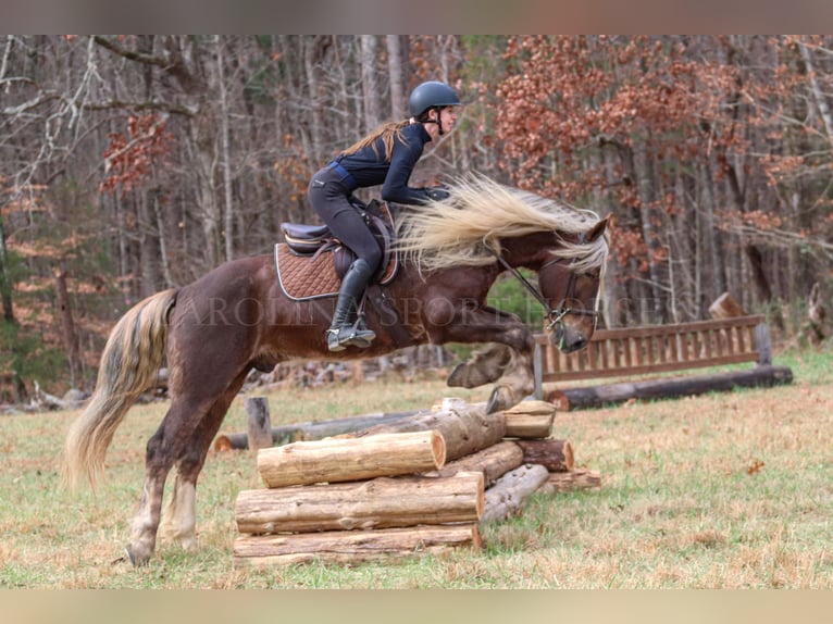 American Quarter Horse Mix Castrone 5 Anni 160 cm Palomino in Clover, SC