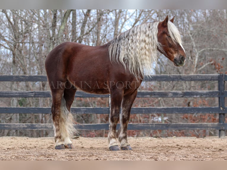 American Quarter Horse Mix Castrone 5 Anni 160 cm Palomino in Clover, SC