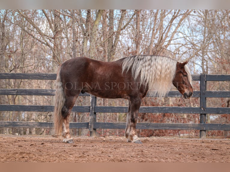 American Quarter Horse Mix Castrone 5 Anni 160 cm Palomino in Clover, SC