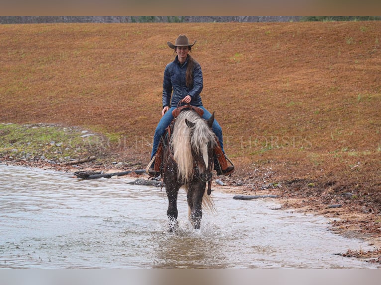 American Quarter Horse Mix Castrone 5 Anni 160 cm Palomino in Clover, SC