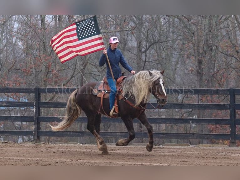 American Quarter Horse Mix Castrone 5 Anni 160 cm Palomino in Clover, SC