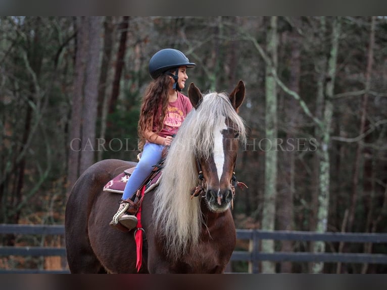 American Quarter Horse Mix Castrone 5 Anni 160 cm Palomino in Clover, SC