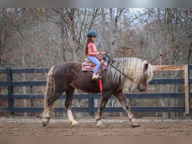 American Quarter Horse Mix Castrone 5 Anni 160 cm Palomino in Clover, SC