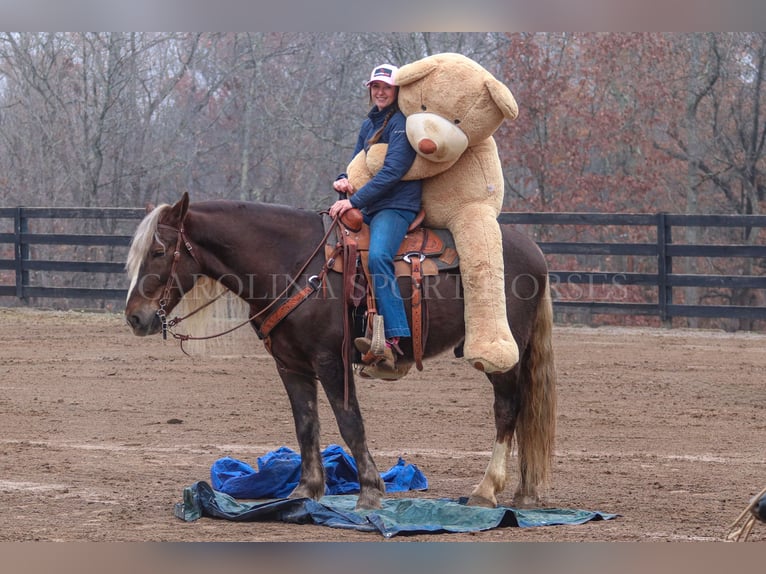 American Quarter Horse Mix Castrone 5 Anni 160 cm Palomino in Clover, SC