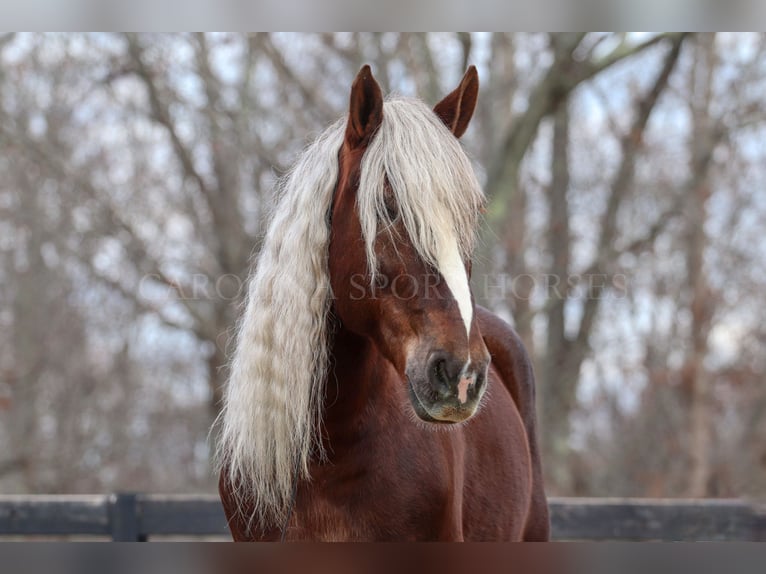 American Quarter Horse Mix Castrone 5 Anni 160 cm Palomino in Clover, SC