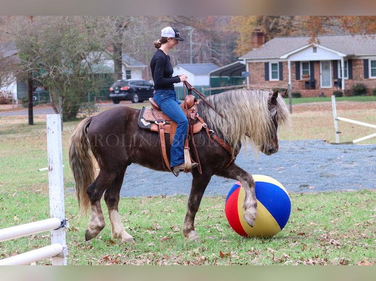 American Quarter Horse Mix Castrone 5 Anni 160 cm Palomino in Clover, SC