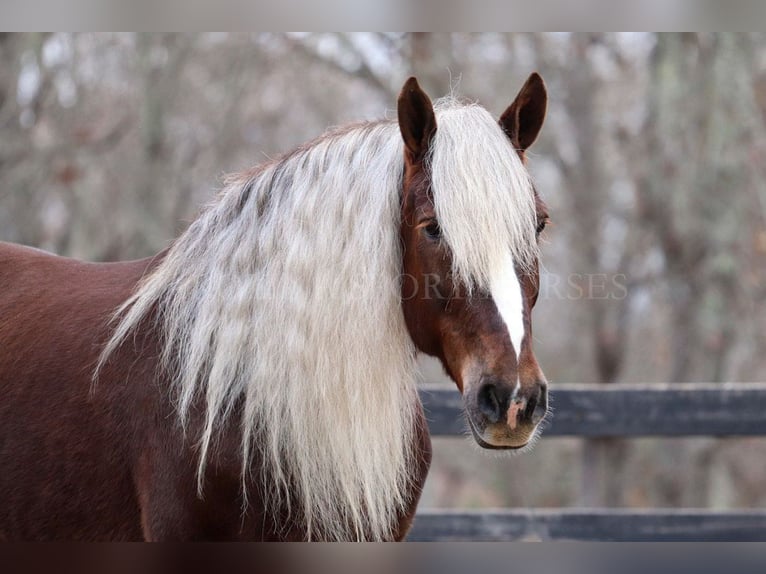 American Quarter Horse Mix Castrone 5 Anni 160 cm Palomino in Clover, SC