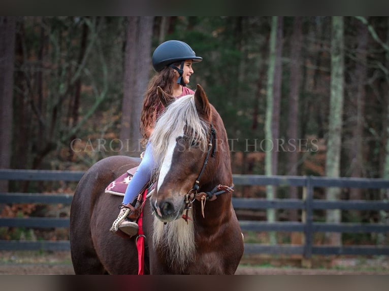 American Quarter Horse Mix Castrone 5 Anni 160 cm Palomino in Clover, SC