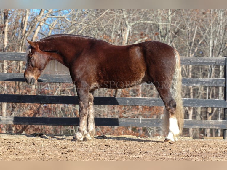 American Quarter Horse Mix Castrone 5 Anni 160 cm Palomino in Clover, SC