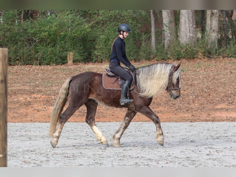 American Quarter Horse Mix Castrone 5 Anni 160 cm Palomino in Clover, SC