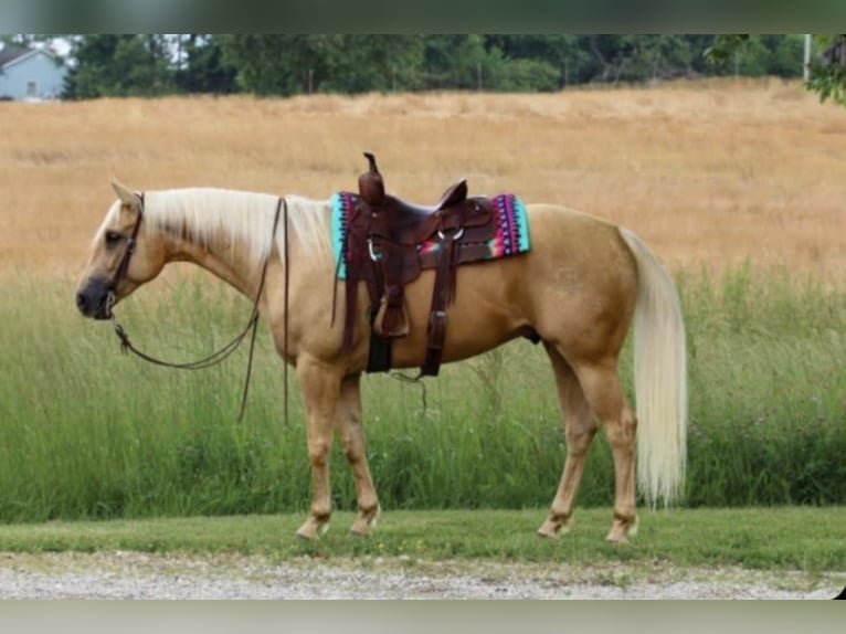 American Quarter Horse Castrone 5 Anni 160 cm Palomino in Henderson, KY