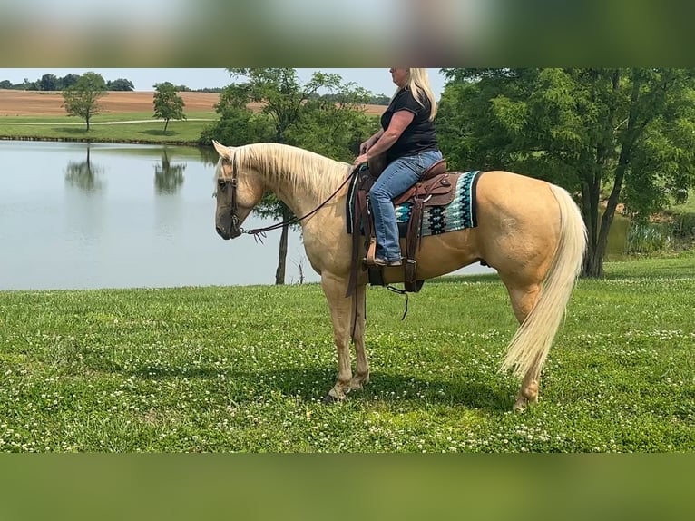 American Quarter Horse Castrone 5 Anni 160 cm Palomino in Henderson, KY