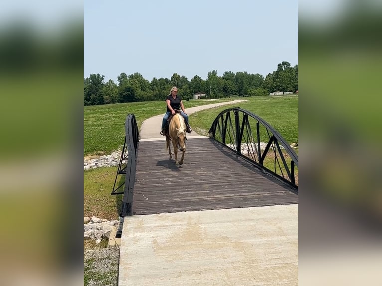 American Quarter Horse Castrone 5 Anni 160 cm Palomino in Henderson